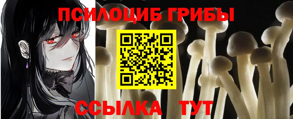 Псилоцибиновые грибы мицелий  Псилоцибиновые грибы Psilocybine cubensis  Мценск 